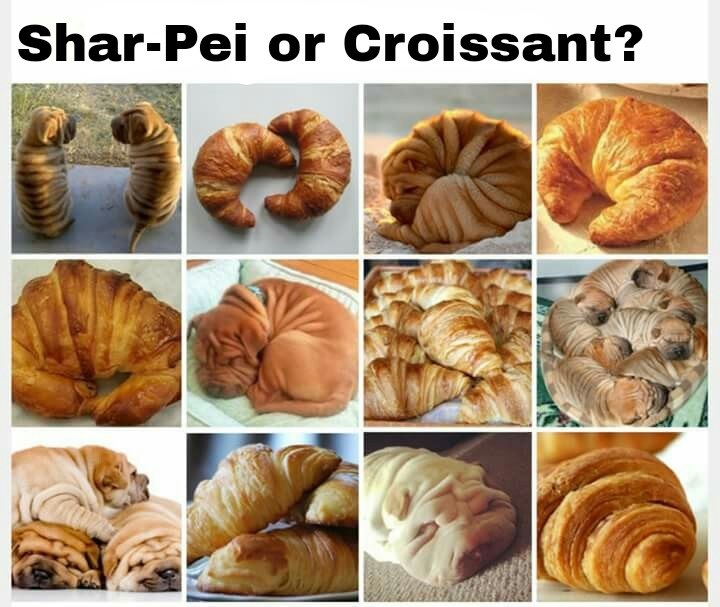 shar-pei or croissant.jpg